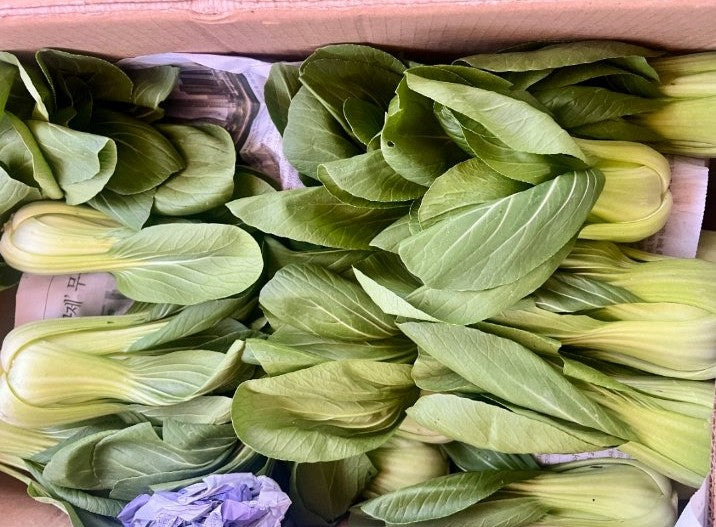Fresh Bok Choy