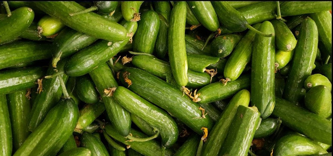 Pipino / Cucumber