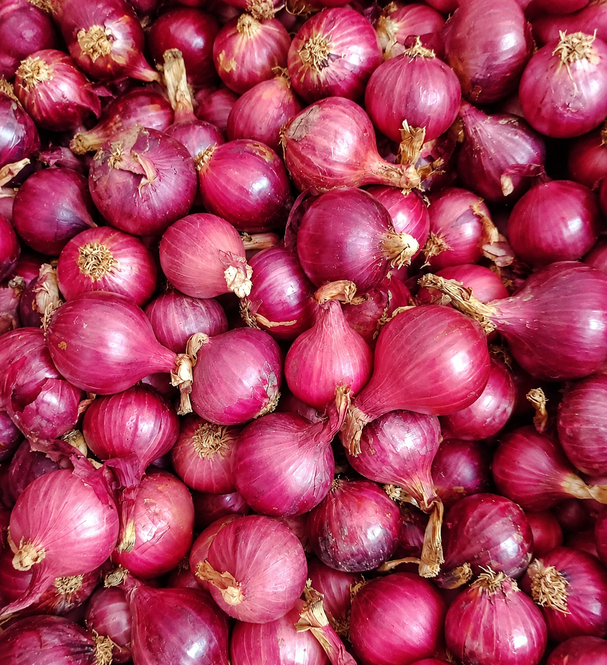 Red Onion Medium