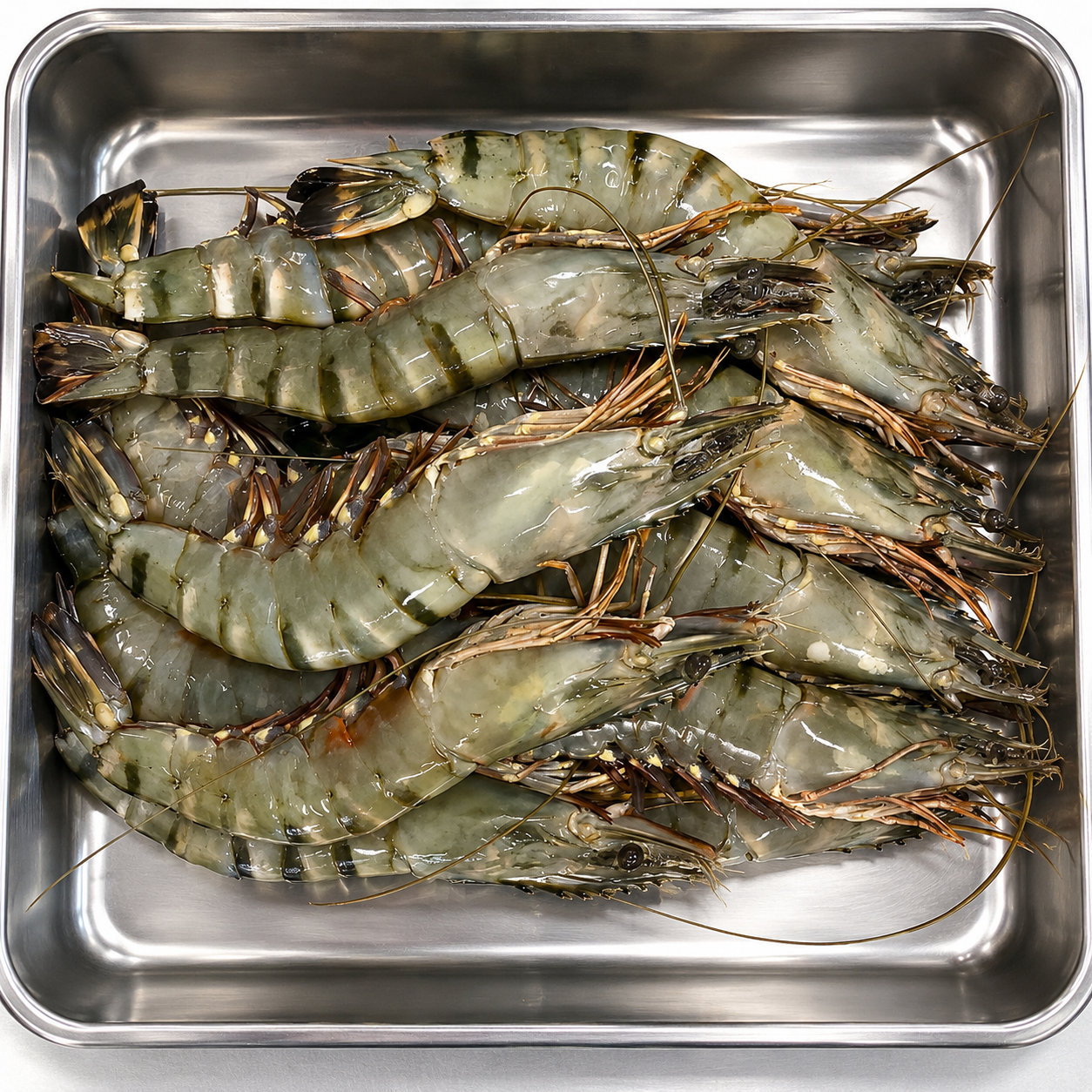 HOSO Whole Shrimp 14-18g