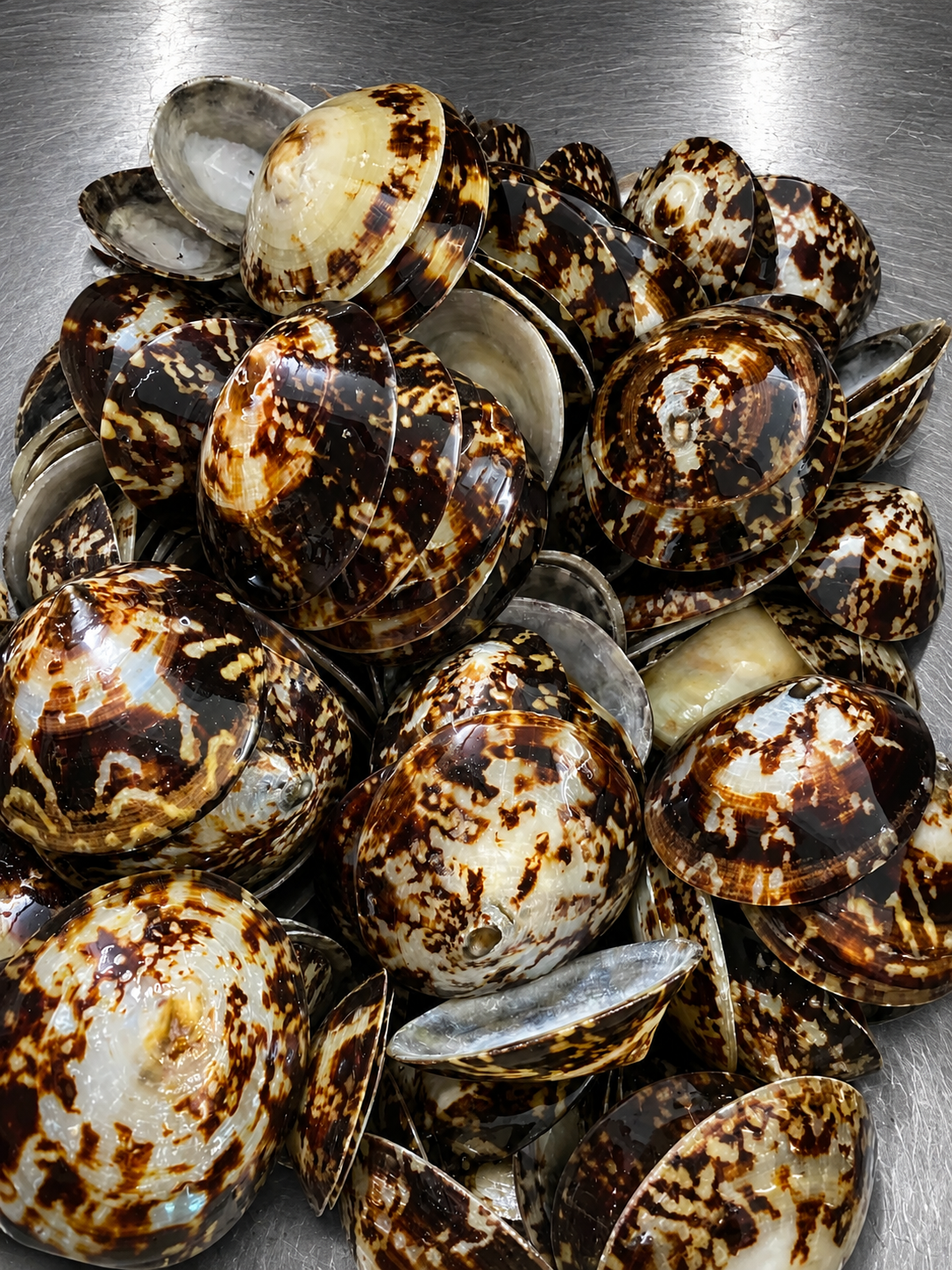 Abalone with Shell