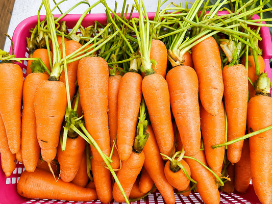 Carrots Large
