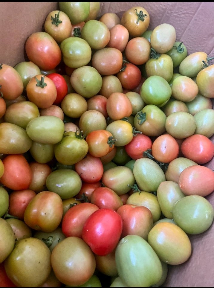 Cherry Tomato