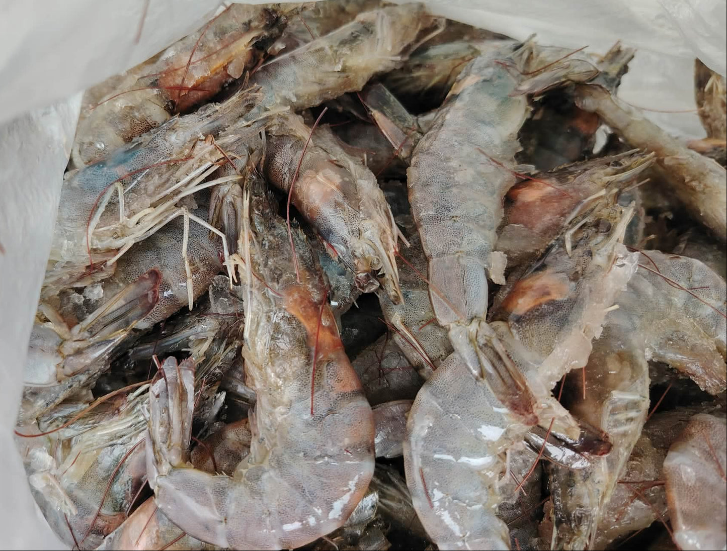 Hipon 60pcs x 1kg