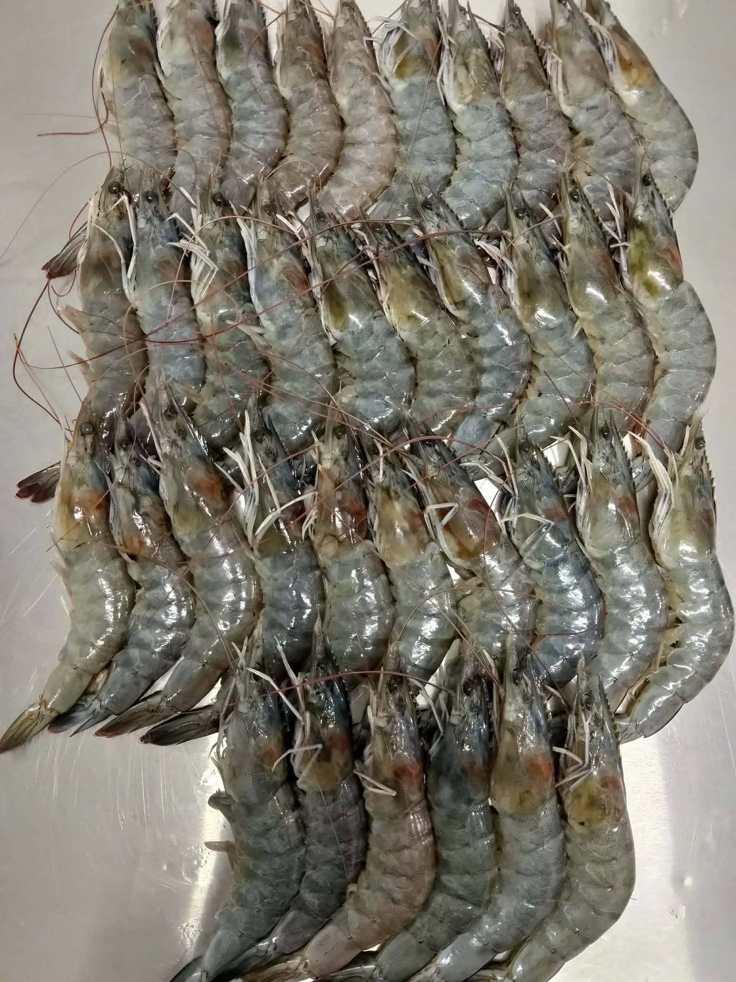 Hipon Fresh 1x35pcs