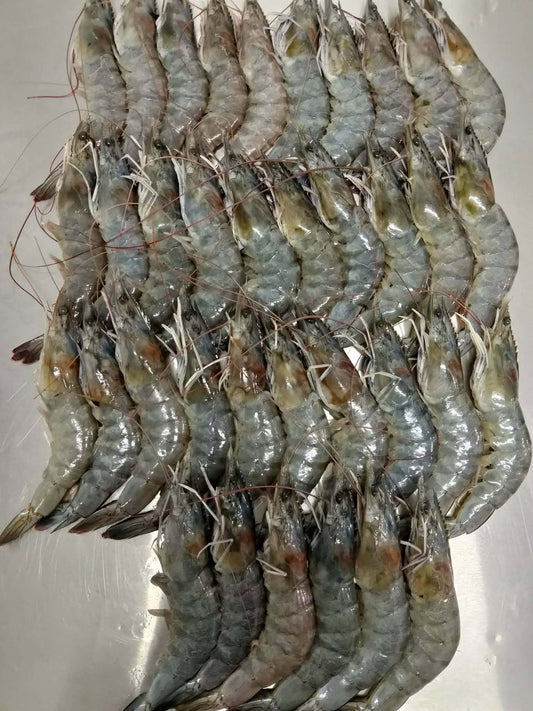 Hipon Fresh 1x35pcs